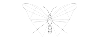 how-to-draw-butterfly-2-13