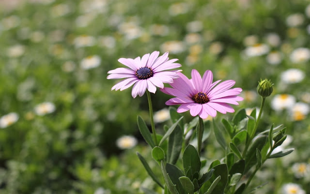 African Daisy Flowers Pictures