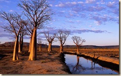 Boab Trees on Kimberley Plateau