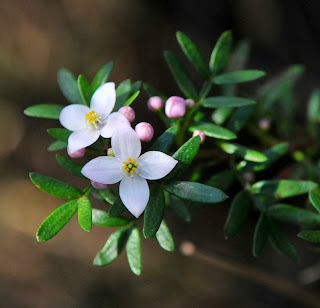 Boronia Flower picture