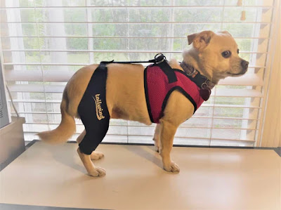 Dog Knee Brace