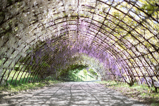 A Cascading Flower Tunnel