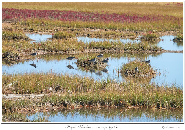 Rough Meadows: ... coming together...