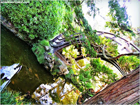 Puente Luna, Japanese Tea Garden: San Francisco