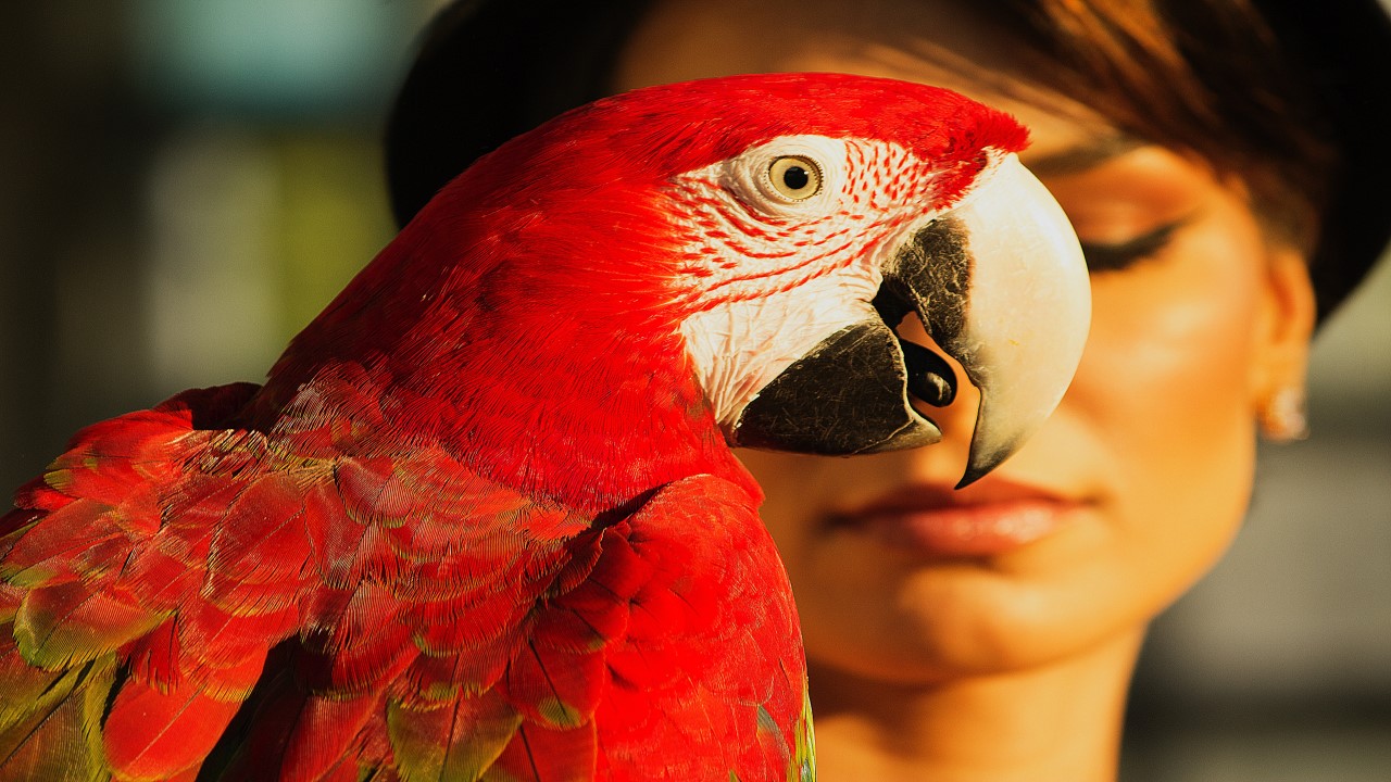 A Importância em ter um animal doméstico em casa