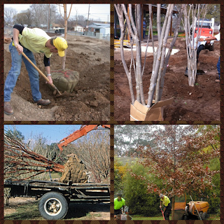 planting mature trees