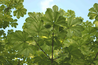 Aesculus hippocastanum 'Wisselink'