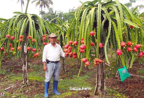 Belajar Cara Menanam Buah  Naga Tips Petani 