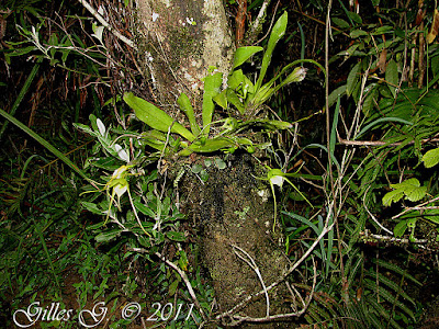 Aeranthes caudata orchid plant care and culture