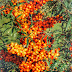 Sea-buckthorn in Gilgit Baltistan: An effective remedy for various illnesses.