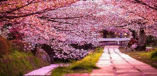 Sakura cherry blossom is a sight to visit in?