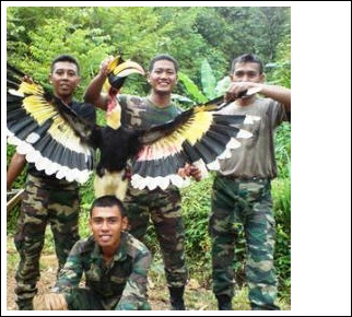  Gambar  Burung Enggang Dunia Binatang