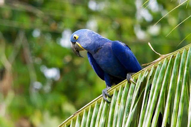 The Largest of the Parrots: Understanding the Hyacinth Macaw