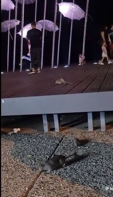 Ποντίκια μεγάλα σαν σκίουροι, έχουν κατακλύσει  την παραλία Θεσσαλονίκης!!!!