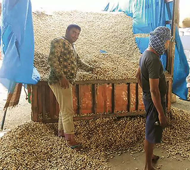 market news of peanuts market stabilized at high levels agriculture in Gujarat groundnut crop apmc market price decline anticipated