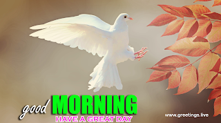 fresh morning flying beautiful dove bird good morning nature greetings 