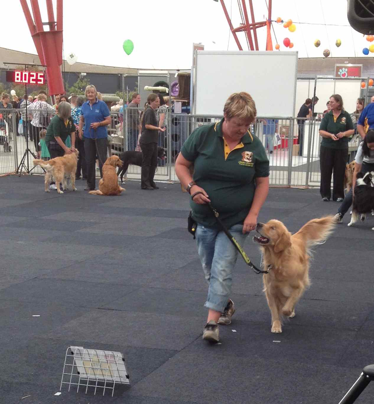 my dog: a blind dog does obedience performance
