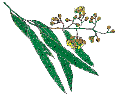 Botanist Backyard
