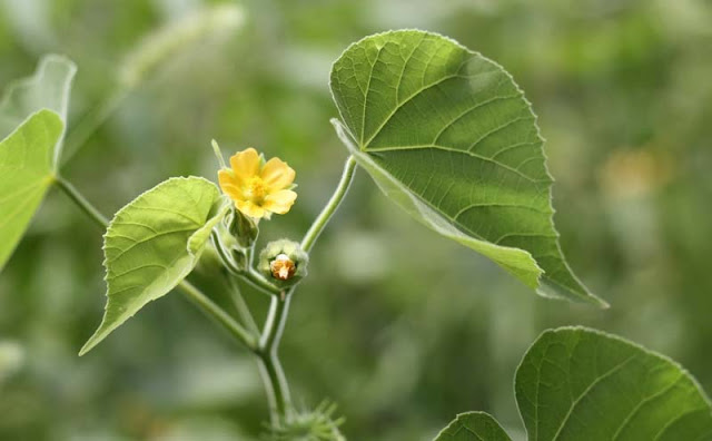 Indian Mallow Flowers