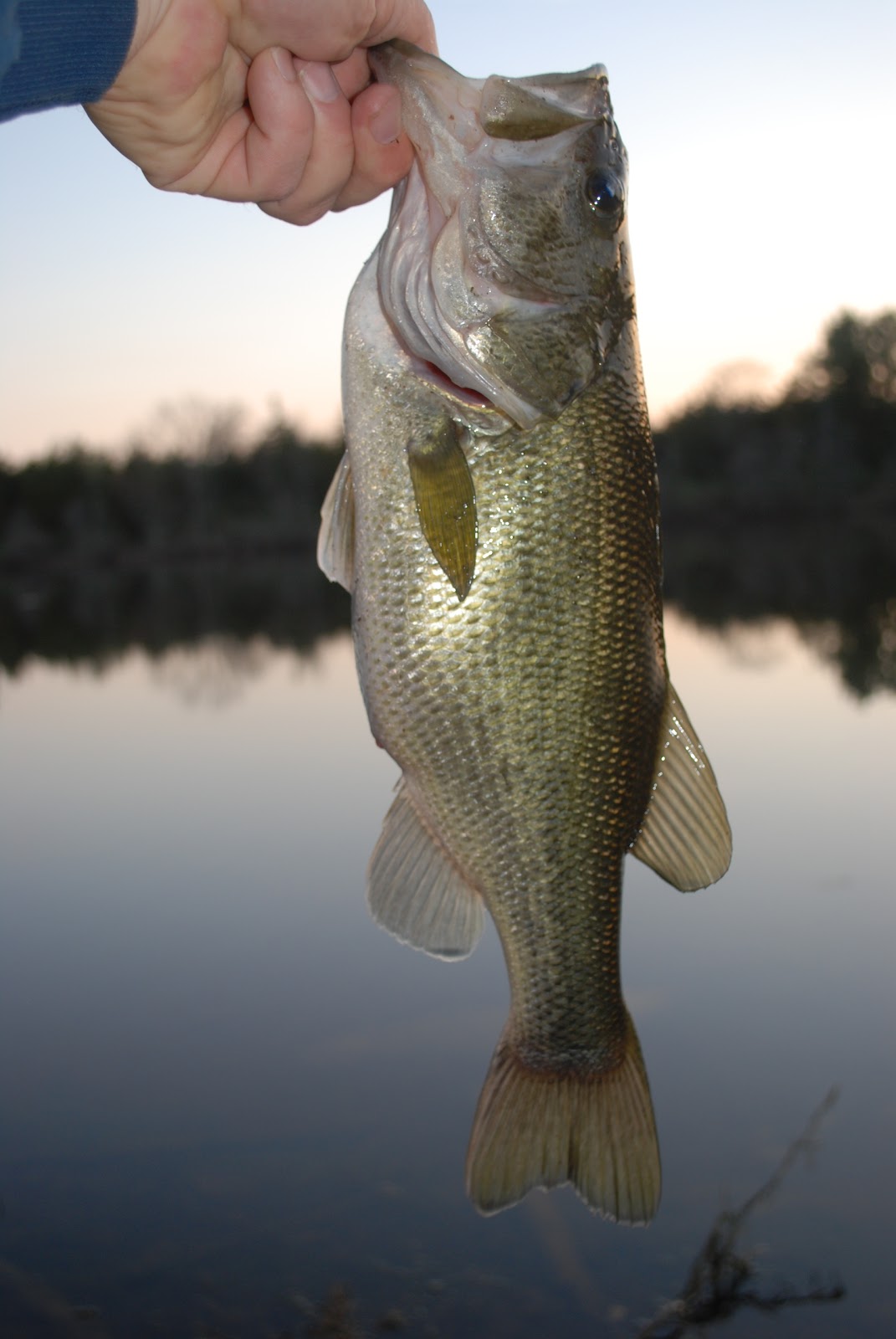 Realistic Bass Fishing with a Trout Magnet, a Beetle Spin and a