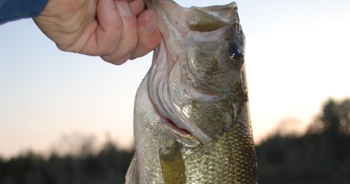 Litton's Fishing Lines: Early Spring Largemouth Bass: The Ice-Out Advantage