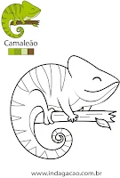 camaleão