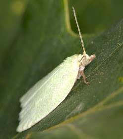 Moth, Green Oak Tortrix, Tortrix viridiana, on an oak tree on West Wickham Common, 2 June 2011.