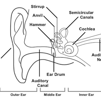 Simple ear diagrams | Ear diagram with labels | Inner ear diagram