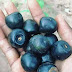Black Berry
