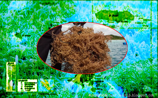 Rumput Laut Kepulauan Batu Nais Selatan