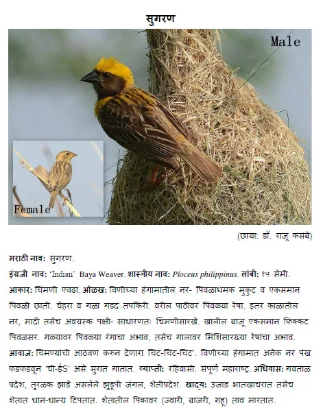 sugran bird information in marathi