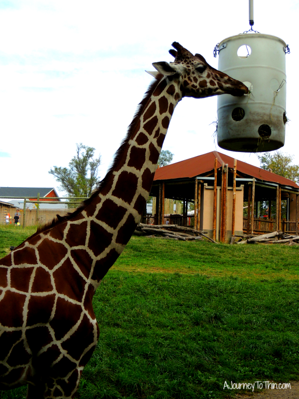 Giraffe