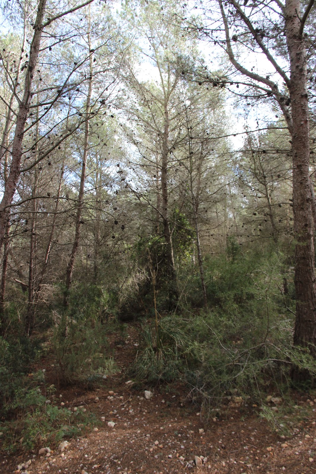 Parque Natural del Garraf, il bosco, Barcelona