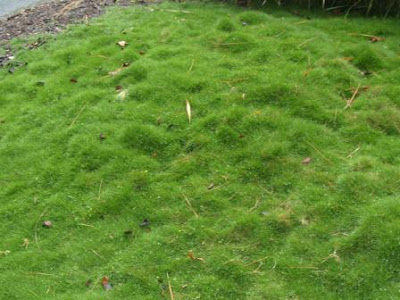 Zoysia Grass In Winter. Zoysia tenuifolia, 'No Mow