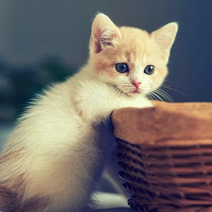 CAT LOVERS: 43 Fakta Unik Tentang Kucing