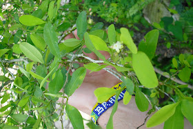 A close up of the coca leaf growing in the Colombian jungle - the plant that has so often held the country to ransom