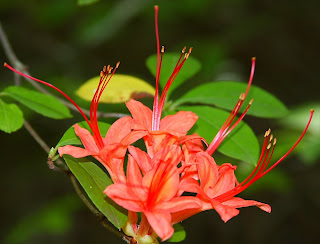 A rare flower that only grows in that immediate part of the country, the Plumleaf Azalea
