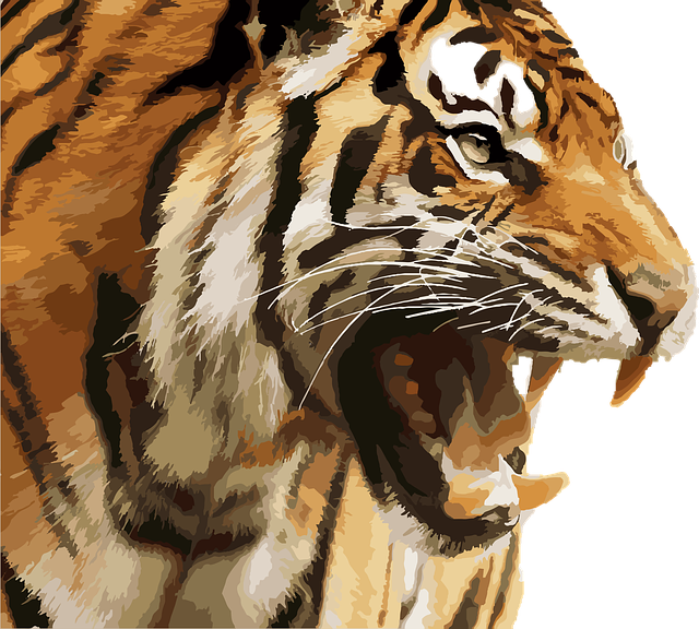 Royal bengal tiger, sunderbans, bangladesh