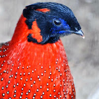 Satyr tragopan (Tragopan satyra)