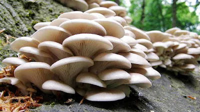 Mushroom training center in Aurangabad