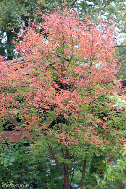 joli feuillage acer griseum