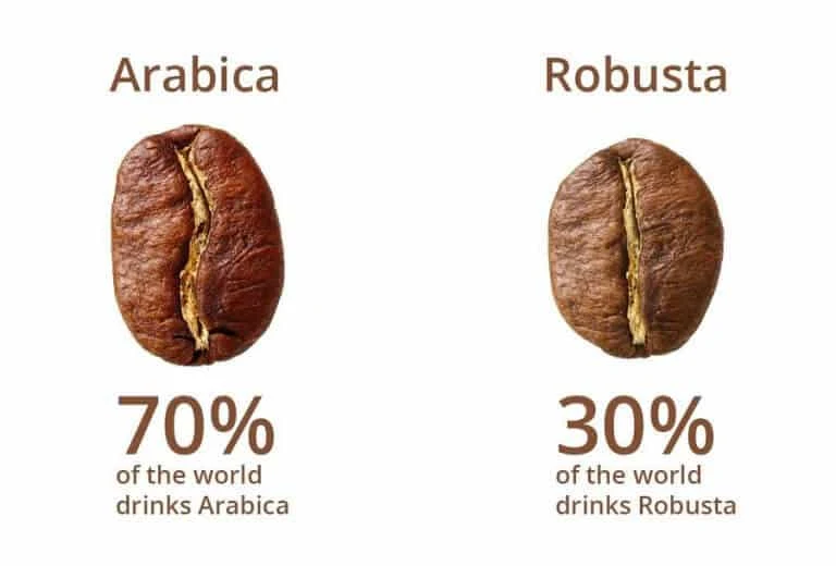 11 điểm phân biệt giữa 2 dòng cafe Arabica và Robusta