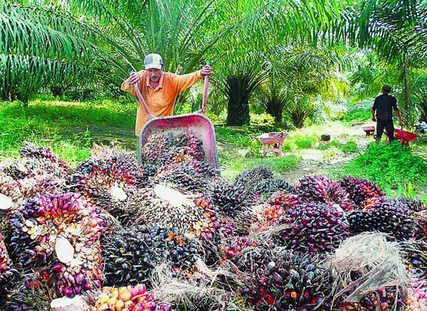 cara ternak ayam ras