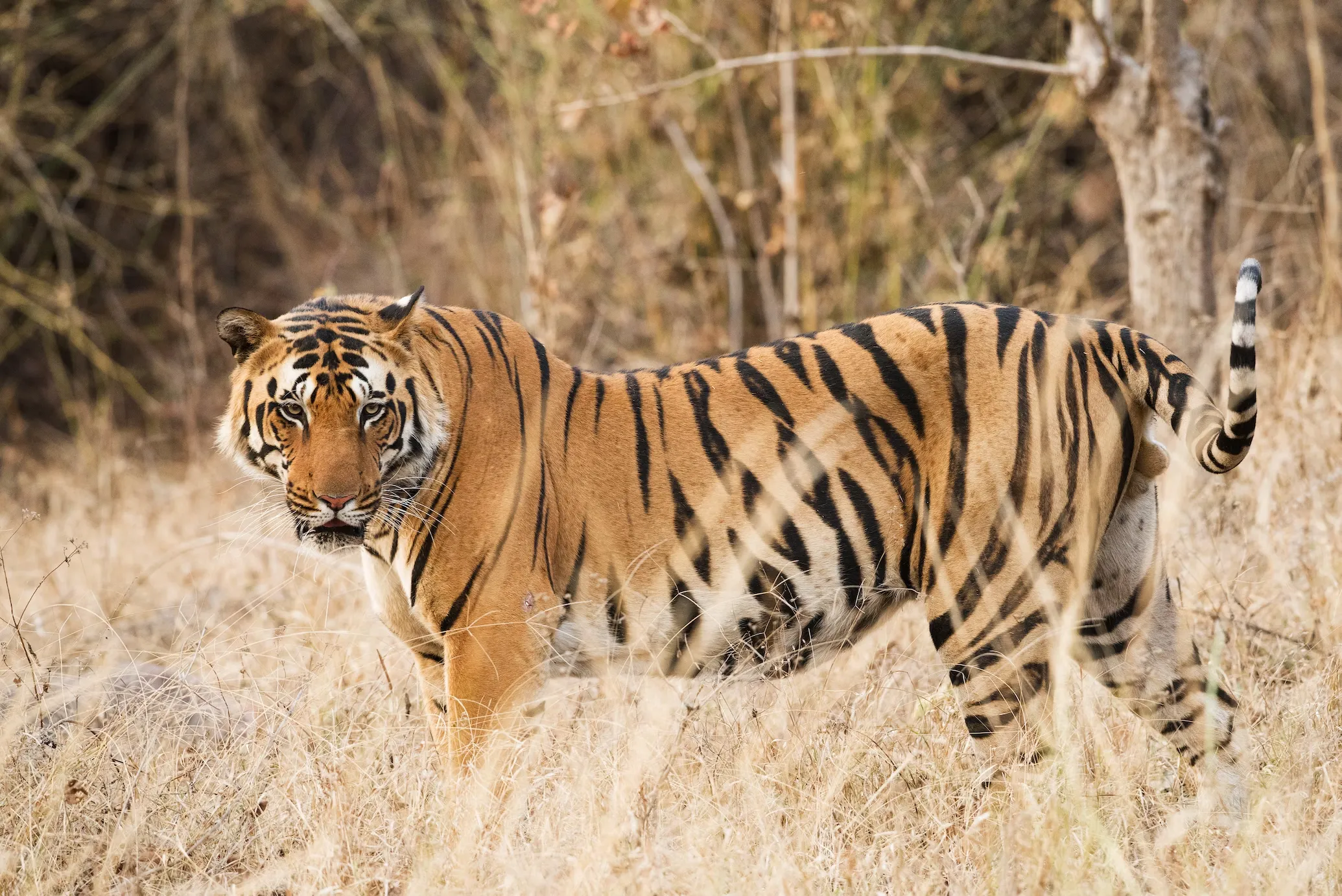 why tigers are endangered in india