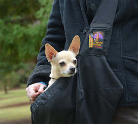 Outward Hound PoochPouch Sling in action