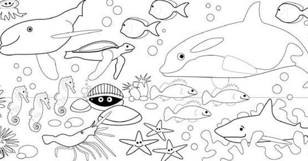 Kumpulan Sketsa Gambar  Mewarnai Binatang  Laut  Untuk  Anak  