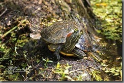 photo 1 (37)_resize
