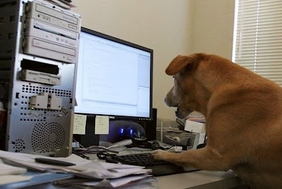 dog working on computer