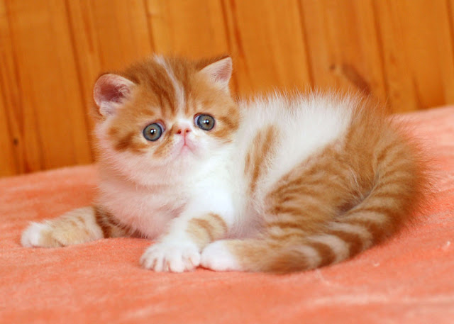 Fluffy Orange and white  Exotic Shorthair Cat Pic