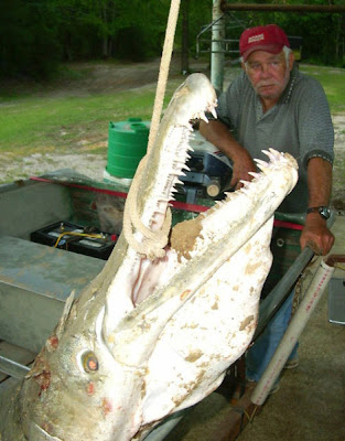 Alligator Gar Fish Seen On www.coolpicturegallery.us